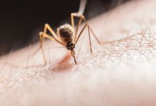 Фото - Девятилетний ребенок умер после укуса комара во время отдыха с семьей