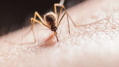 Фото - Девятилетний ребенок умер после укуса комара во время отдыха с семьей