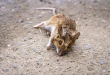 Фото - Россиянка нашла мертвую мышь в упаковке детского пюре