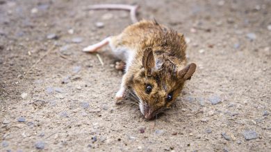 Фото - Россиянка нашла мертвую мышь в упаковке детского пюре