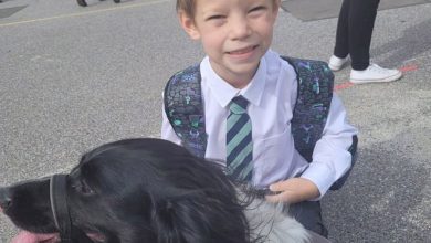 Фото - Домашняя собака спасла мальчика от диабетической комы в Британии