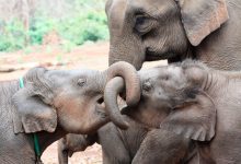 Фото - В США зафиксировали редкий случай рождения слонят-близнецов